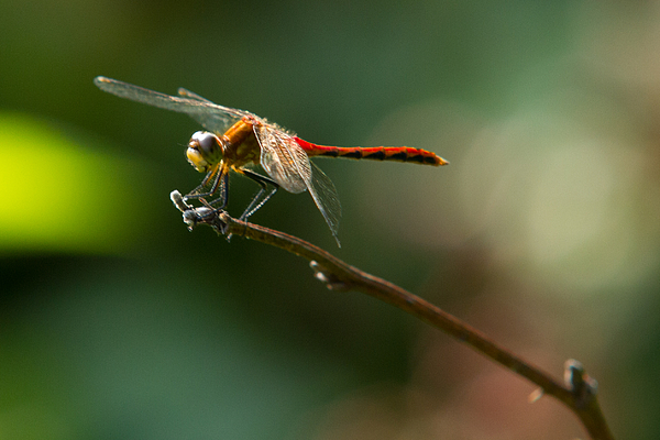 Ready For Flight by Frank Pietlock Ready For Flight by Frank Pietlock